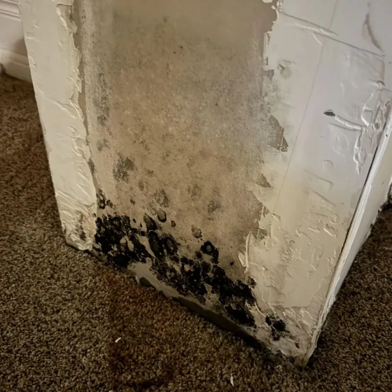 Professional Mold Removal in Merrillville, IN